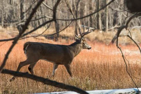 Whitetail Buck Stock Photos