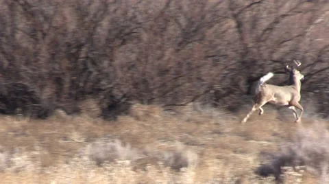 Whitetail Buck Running Vídeos de archivo 33247198