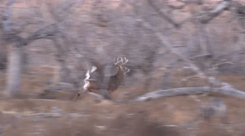 Whitetail Buck Running Vídeos de archivo 33356421