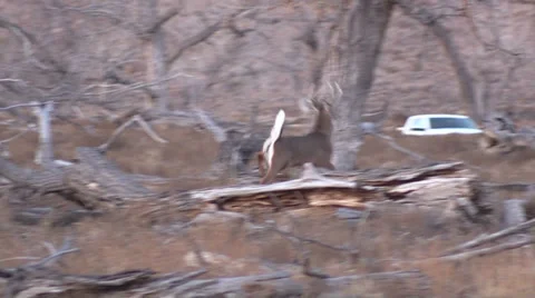 Whitetail Buck Running Vídeos de archivo 33367030