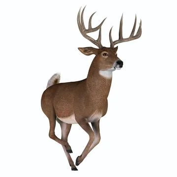 Whitetail Buck Running Stock Illustration