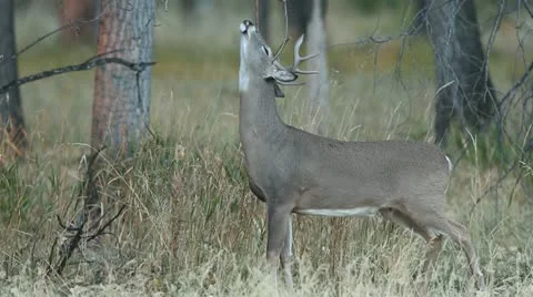 Whitetail Buck Sign Post Video stock 20523693