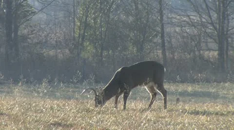 Whitetail buck smelling Stock Footage 8949156