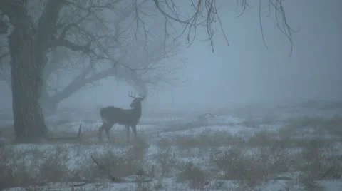 Whitetail Buck in Snow Vídeos de archivo 12448487