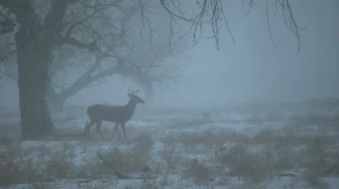 Whitetail Buck in Snow Stockbeeldmateriaal 12448545