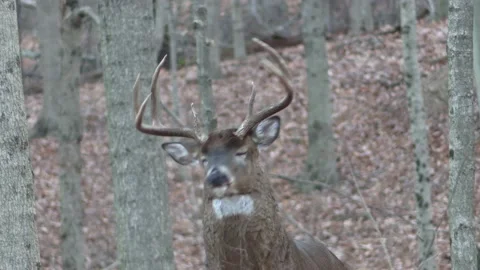 Whitetail buck staring at camera walks to the right Stock Footage 149083046