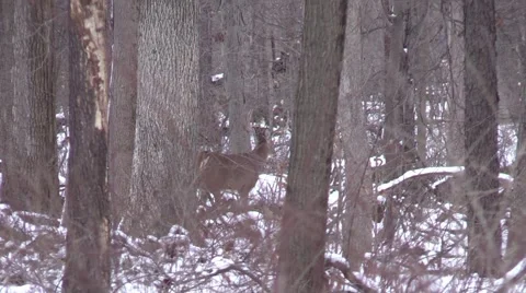 Whitetail buck walks away Stock Footage 59085862