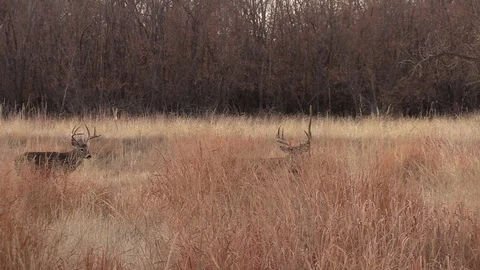 Whitetail Bucks During the Fall Rut Vídeos de archivo 120096052