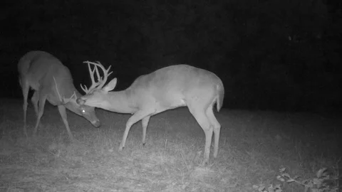 Whitetail Bucks Fighting Stock Footage 96636390