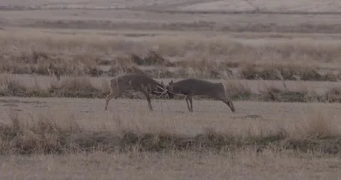 Whitetail bucks fighting Vídeos de archivo 168322658