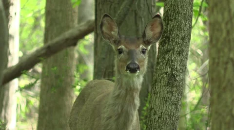 Whitetail button buck in forest Stock Footage 62927406
