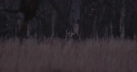 Whitetail chases does Stock Footage 168322652