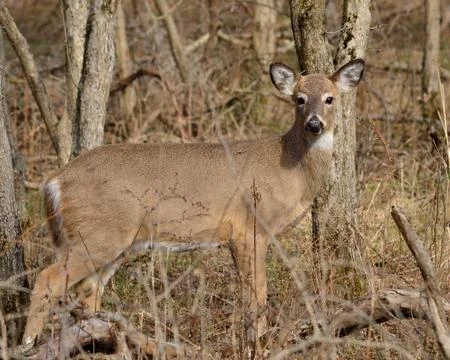 Whitetail dee doe Stock Photos