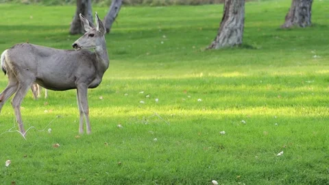Whitetail deer 4K Stock Footage 162694360