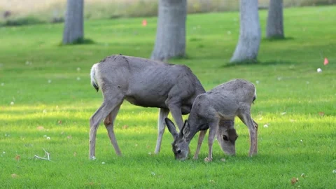Whitetail deer 4K Stock-Footage 162694365