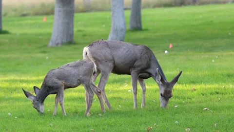 Whitetail deer 4K Stock Footage 162694563
