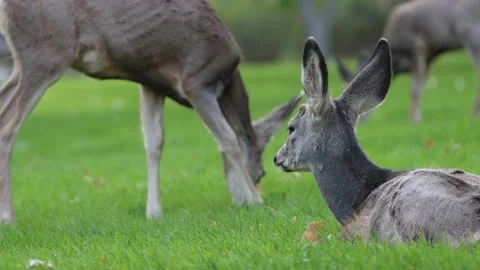 Whitetail deer 4K 動画素材 163118832