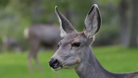 Whitetail deer 4K Stock Footage 163118949