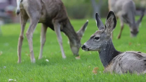 Whitetail deer 4K Stock Footage 163118974