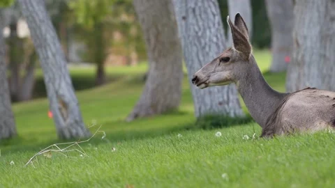 Whitetail deer 4K Stock Footage 163120149