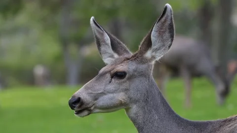 Whitetail deer 4K Stock Footage 163120265