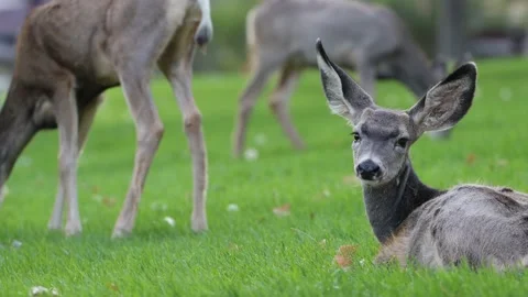 Whitetail deer 4K Stock Footage 163120282