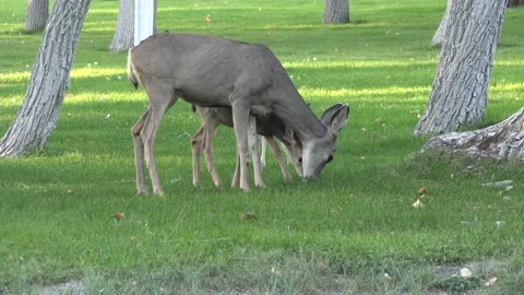Whitetail deer 4K Stock Footage 164410301