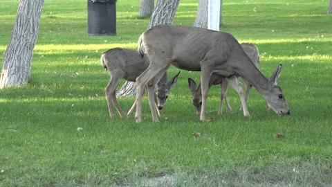 Whitetail deer 4K Stock Footage 164410347