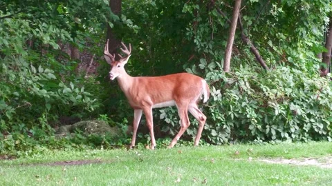 Whitetail Deer 8 Point Buck Eating from a Tree Branch, Close-Up Shot Stock Footage 343895170