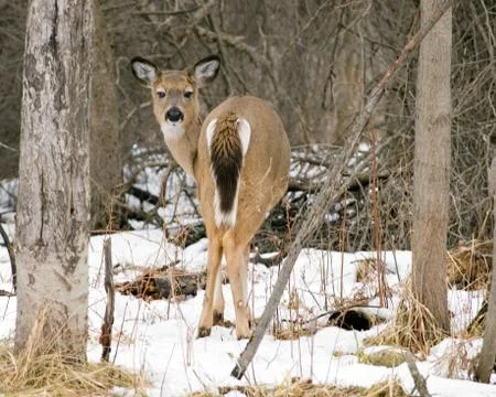 Whitetail deer back end Stock Photos