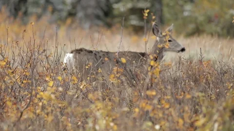 Whitetail Deer Browsing Stock Footage 101033303
