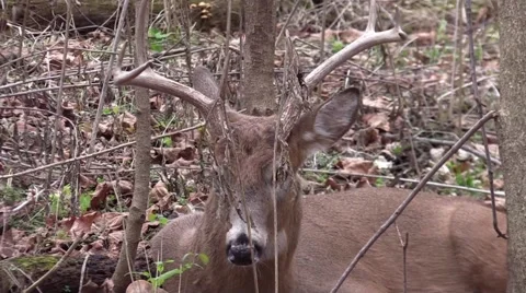 Whitetail deer buck bedded down very close stands up Stock Footage 58956864