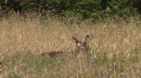 Whitetail deer buck bedded down in field Stock Footage 68987888