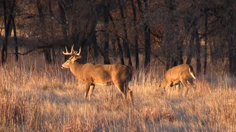 Whitetail Deer Buck During the Fall Rut Stock-Footage 120303837