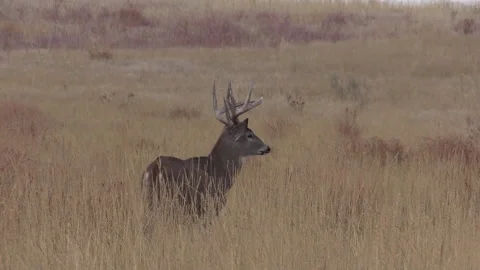 Whitetail Deer Buck During the Fall Rut Vídeos de archivo 166066550