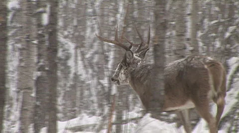 Whitetail Deer Buck Stock Footage 643775