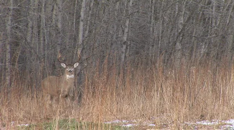 Whitetail Deer Buck Stock Footage 862239