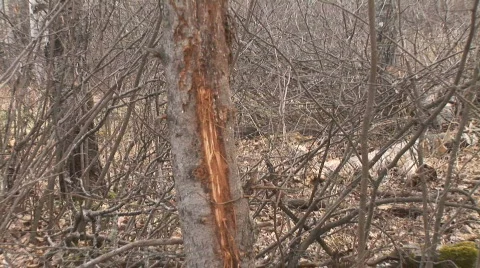 Whitetail Deer Buck Stock-Footage 871983