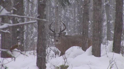 Whitetail Deer Buck Stock Footage 938579