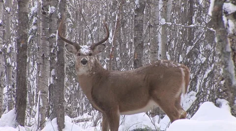 Whitetail Deer Buck Stock Footage 959489