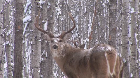 Whitetail Deer Buck Stock Footage