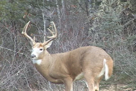 Whitetail Deer Buck Stock Footage 1027838