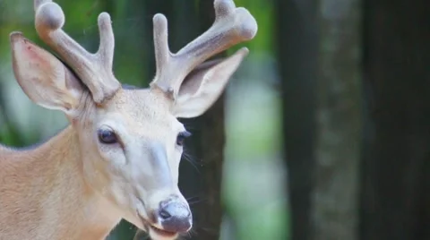 Whitetail Deer Buck Stock Footage 7178221