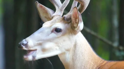 Whitetail Deer Buck Stock Footage 7340640