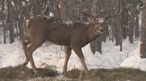 Whitetail Deer Buck Stock Footage 7901103