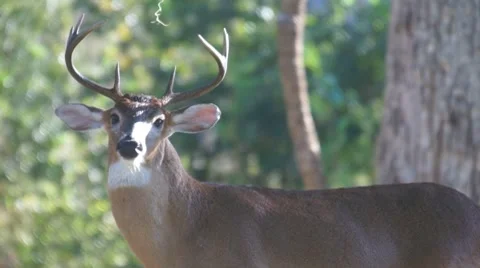 Whitetail Deer Buck 库存影片 8910253