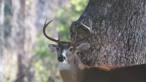 Whitetail Deer Buck Stock Footage 8913124