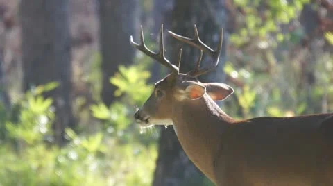 Whitetail Deer Buck Stock Footage 8914599