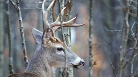 Whitetail Deer Buck Vidéo 10608634