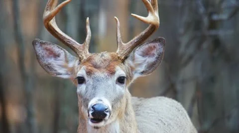 Whitetail Deer Buck Stock Footage 10608648